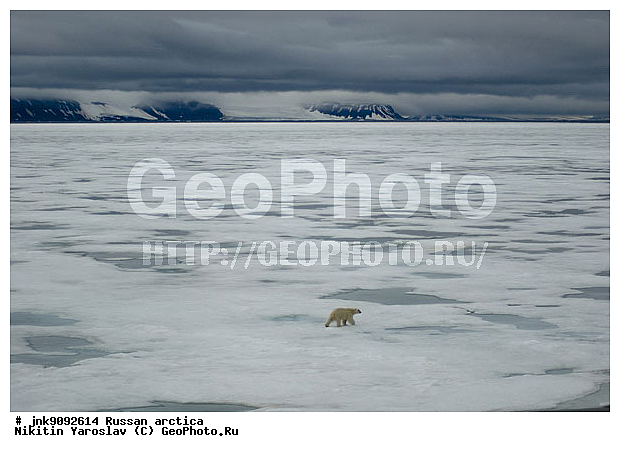 Ursus maritimus, �������, ����� �������, ����, ���, �������, ����, �����, �����, �������������, �����, �����, XYZ, ��������, Ursidae, ����� �������, �������� �������, �������� �������, ������� �������, �����, Ursus maritimus, �������������, �����, �����, XYZ, ��������, Ursidae, ����� �������, �������� �������, �������� �������, ������� �������, �����, Ursus maritimus, Thalarctos maritimus