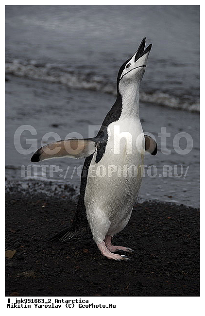 ����������, �������������� ��������, �������, ������ �������, �������������� �������, Pygoscelis antarctica, �����������, ��������, Spheniscidae, ������� �����, ������� �����, XYZ