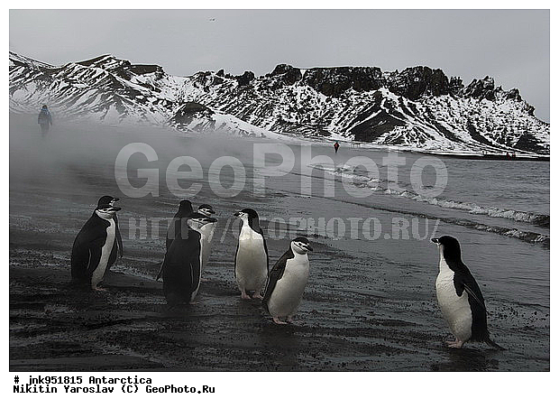 ����������, �������������� ��������, �������, ������ �������, �������������� �������, Pygoscelis antarctica, �����������, ��������, Spheniscidae, ������� �����, ������� �����, XYZ