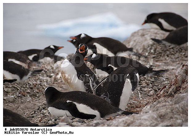 Pygoscelis papua Forster, ��������� �����, ����������, ����������������� �������, �������, ��������, ������� ��������� �����, Pygoscelis papua, Pygoscelis papua, ���������� �������, �����������, ��������, Spheniscidae, ������� �����, ������� �����, XYZ