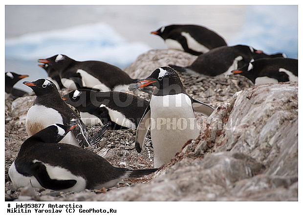Pygoscelis papua Forster, ��������� �����, ����������, ����������������� �������, �������, ��������, ������� ��������� �����, Pygoscelis papua, Pygoscelis papua, ���������� �������, �����������, ��������, Spheniscidae, ������� �����, ������� �����, XYZ