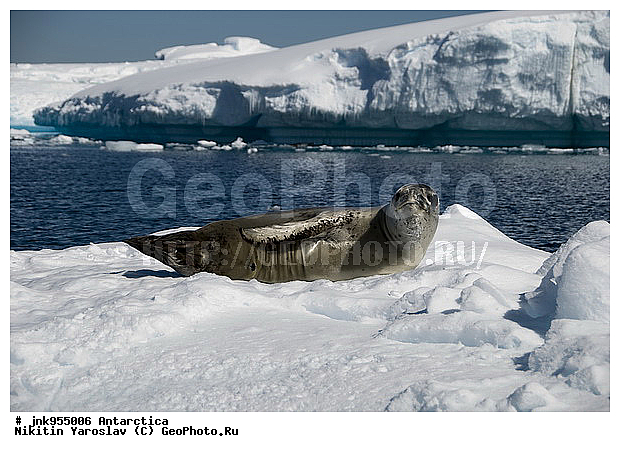 Hydrurga leptonyx, ������� �������, ������, ����������, �������� ������, ���, ����, �������������, �����, �����, ��������� ������, Phocidae, XYZ