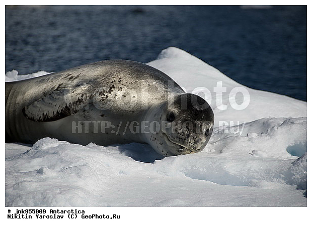 Hydrurga leptonyx, ������� �������, ������, ����������, �������� ������, ���, ����, �������������, �����, �����, ��������� ������, Phocidae, XYZ
