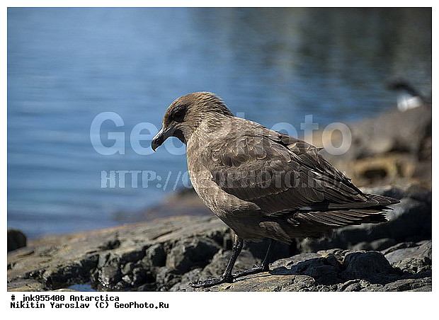 ����������, �������������� ��������