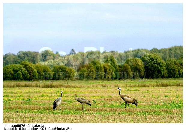 ������� ������, ������, ����� �������, �������, ����������, ������� �����, ��������, ����������, ������� �����, �������, ������������, ��������, �����, �����, ������, �������, ���������� �����, ����������, �������, ����, ����, ����������, �������, �����, ����� �������, ����, ���� ��������, ��������, ��������, �����, �����, ��������, �����������, XYZ, ����������, Gruidae, ����� �������, Grus grus