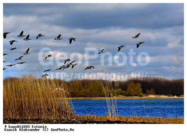 branta, leucopsis, matsalu, �, �, �, �, �, �, �, �, �, �, �, �, �, �, �, �, �, �, �, �, �, �, �, �, �, �, �, �, �, �, �, �