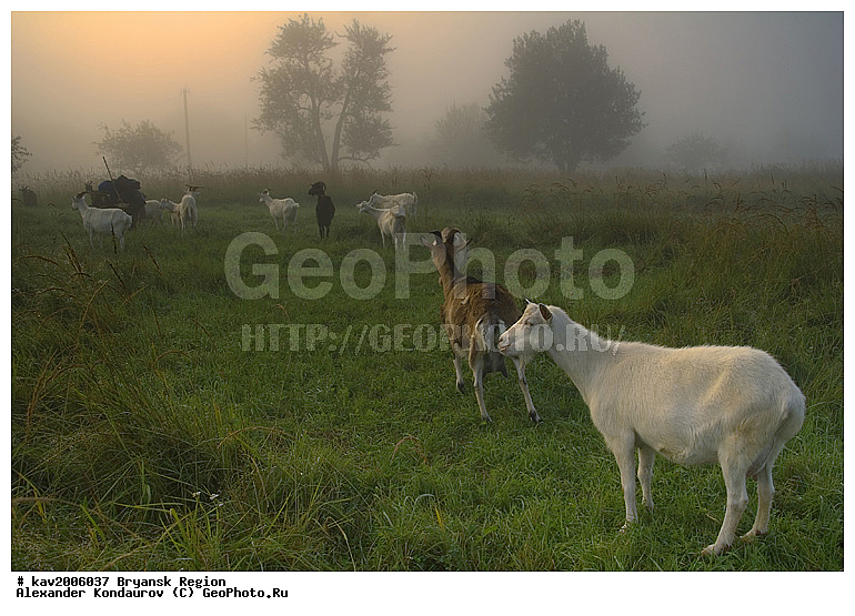 �������� �������, �������� �����, ��������, ������, ����������� ������, �������, ������, �������� ��������, ����, ����, ��������, ���, �����, ����, �������, �������� ������, ��������, ������������� ������, �����, �������� ����, ����, ��������, ��������, �������������, �������������, �����, �����, XYZ, ���������, Bovidae, ���� ��������, Capra aegagrus hircus