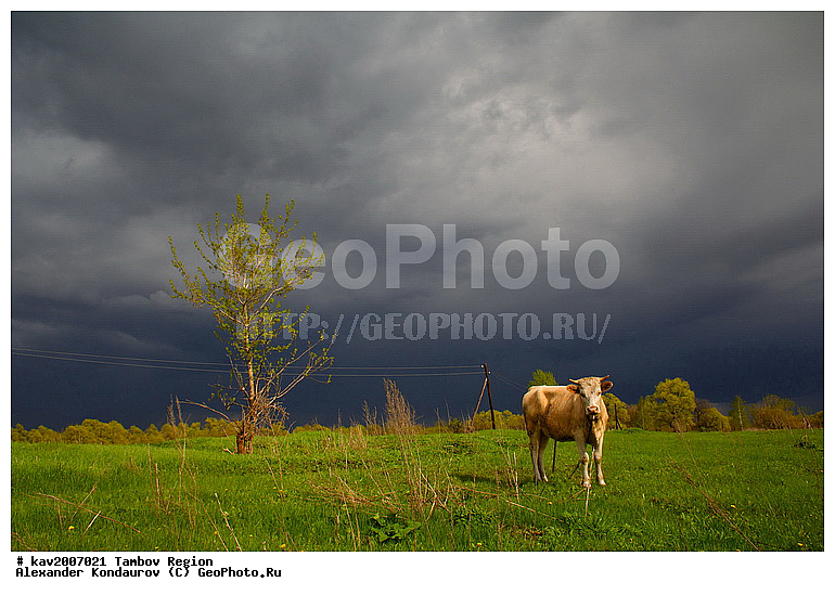 ���������� �����, ���������� �������, ����������, �����, �����, �������� ���������, ����������� ������, �������, �������� ������, �������� ��������, ������, ��������, ���, �������� ������, ������������� ������, ��������, ��������, �������������, �������������, �����, �����, XYZ, ���������, Bovidae, ������, ���, ���, Bos taurus taurus