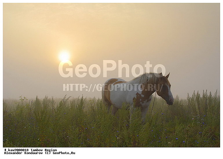 ���������� �����, ���������� �������, ����������, ������, ����������� ������, �������, �������� ��������, ��������, ����, ������, ���, �������, �����������, �������, �������� ������, ������, ������������� ������, �����, ����, ������, ��������, ��������, �������������, �������������, �����, �����, XYZ, ���������, Equidae, �������� ������, Equus ferus caballus