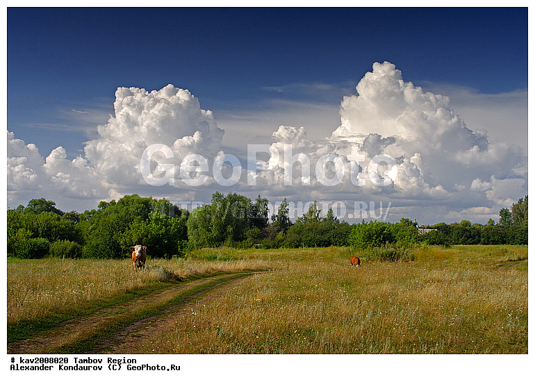 ���������� �����, ���������, ���������� �������, ����������, �����, ����������� ������, �������, �������� ��������, ������, ������, ������� ������, ��������, ����, ������, ����, ����������� ������, �������� ������, ������������� ������, ��������, ��������, �������������, �������������, �����, �����, XYZ, ���������, Bovidae, ������, ���, ���, Bos taurus taurus