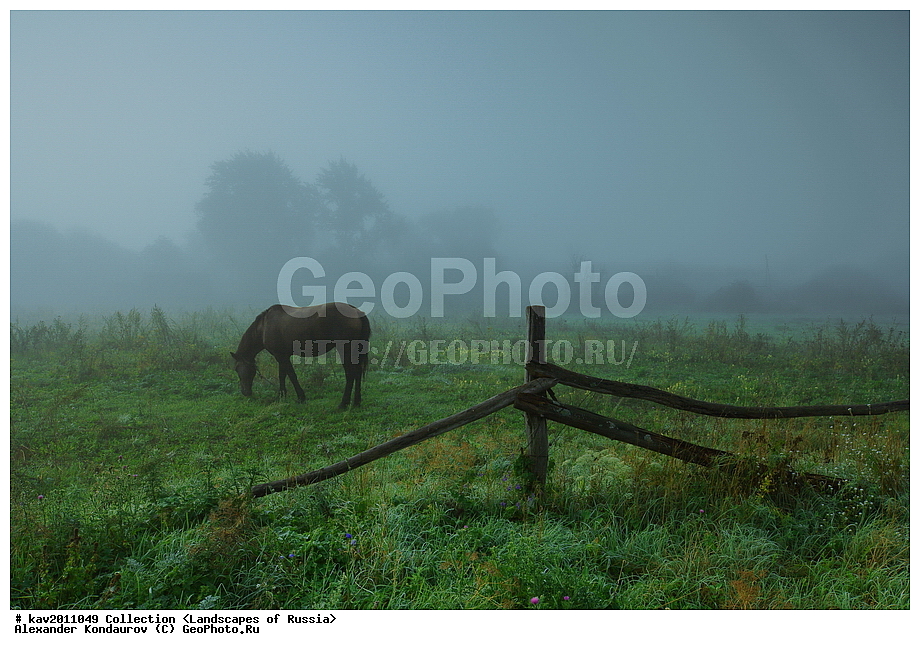 ���������� �������, �����, ����, �������, ������, �������, ������������� ������, ����������� ������, �������� ������, ���, ����, ������, ������, ��������, ��������, �������������, �������������, �����, �����, XYZ, ���������, Equidae, �������� ������, Equus ferus caballus