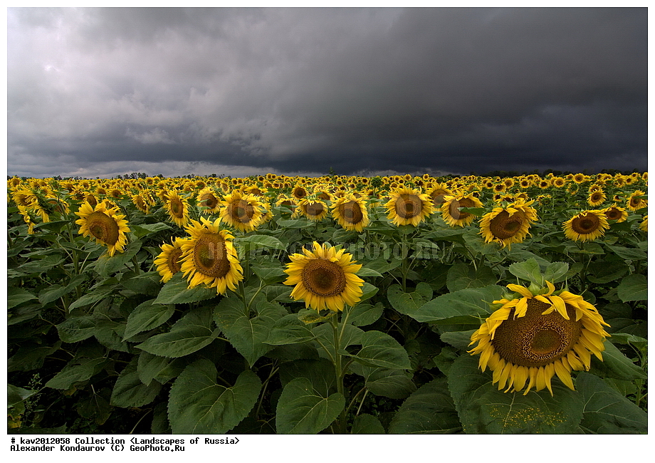 ���������� �������, ������������� ������, �������, ����, ������, �����, ������������, ���������, ����, ����, �������� ������, ��������, ����, ��������, �����, ������ ��������, ���������� ��������, ������� ��������, ������, �����, XYZ, ��������, �������������, Asteraceae, Compositae, ������������ ����������, ������������ ���������, Helianthus annuus, �������������������� ��������, ���������� ��������, ������������, ������������