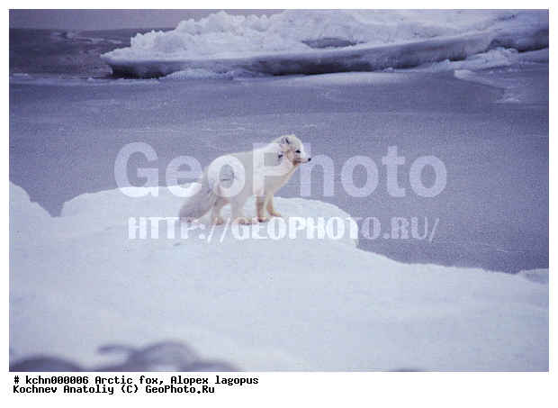 �����, ��������, �����, ����, �������������, �����, �����, ������, �������, ������, Canidae, XYZ, �������� ������, Alopex lagopus, Vulpes lagopus, ����������� ����