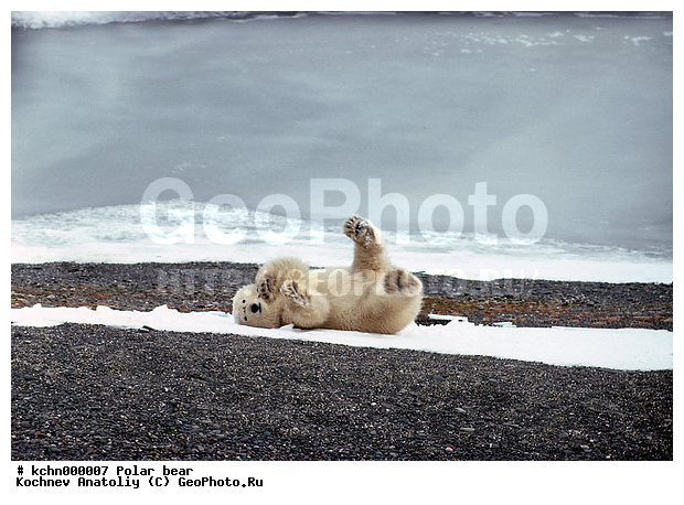 ����� �������, ��������, �������, �������������, �����, �����, XYZ, ��������, Ursidae, ����� �������, �������� �������, �������� �������, ������� �������, �����, Ursus maritimus, �������������, �����, �����, XYZ, ��������, Ursidae, ����� �������, �������� �������, �������� �������, ������� �������, �����, Ursus maritimus