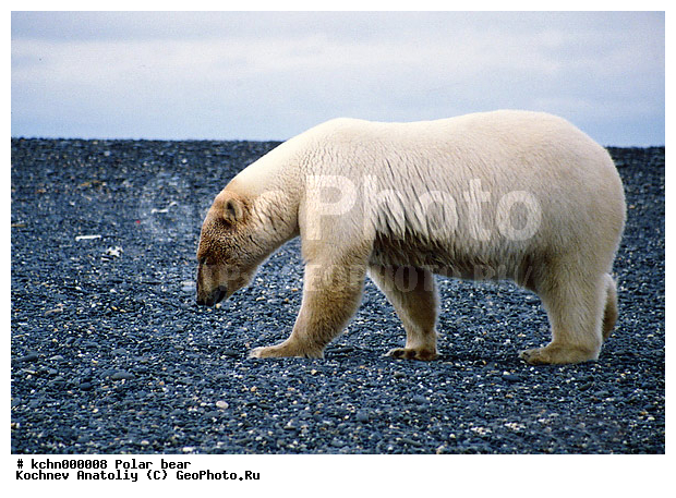 ����� �������, ��������, �������, �������������, �����, �����, XYZ, ��������, Ursidae, ����� �������, �������� �������, �������� �������, ������� �������, �����, Ursus maritimus, �������������, �����, �����, XYZ, ��������, Ursidae, ����� �������, �������� �������, �������� �������, ������� �������, �����, Ursus maritimus