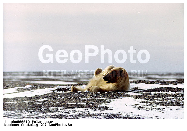 ����� �������, ��������, �������, �������������, �����, �����, XYZ, ��������, Ursidae, ����� �������, �������� �������, �������� �������, ������� �������, �����, Ursus maritimus, �������������, �����, �����, XYZ, ��������, Ursidae, ����� �������, �������� �������, �������� �������, ������� �������, �����, Ursus maritimus