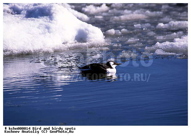 �����, ������ �����, ��������, ��������, �����, �����, ��������, �����������, ������� �����, ������� �����, XYZ, ����������, Alcidae, ����������� �����, ������������ �����, Uria aalge