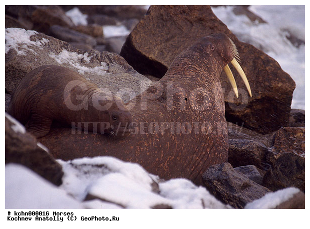 ������������� ����, ��������� ����, ��������, ����, ������ �������, �������, ��������, ���������, �����, ���������, ��������� ���������� �����, ��������� ��, ��������-��������� ����, ��������� ����, �������, ������ ��������, ����������, ��������, ����������, ������, ��������, ��������, �������������, �������������, �����, �����, ������� �������������, ������� �������������, ������� �����, �������, ��������, Odobenidae, ����, Odobenus rosmarus, XYZ