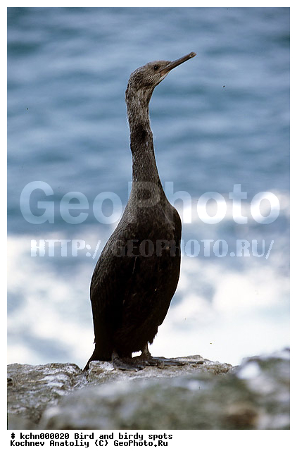 �����, ������ �����, ��������, ��������, �����, �����, ��������, �����������, ������� �����, ������� �����, XYZ, ����������, Phalacrocoracidae, �������� ������, Phalacrocorax pelagicus