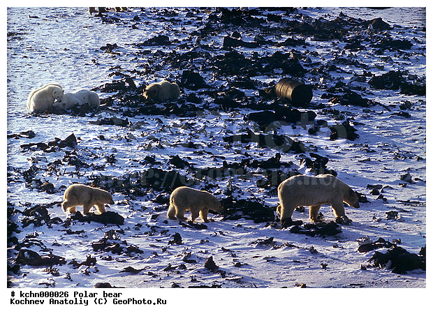 ����� �������, ��������, �������, �������������, �����, �����, XYZ, ��������, Ursidae, ����� �������, �������� �������, �������� �������, ������� �������, �����, Ursus maritimus, �������������, �����, �����, XYZ, ��������, Ursidae, ����� �������, �������� �������, �������� �������, ������� �������, �����, Ursus maritimus