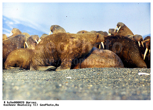 ��������, ����, ������� �������������, ������� �������������, ������� �����, XYZ, ��������, Odobenidae, ����, Odobenus rosmarus, ������� �������������, ������� �������������, ������� �����, XYZ, ��������, Odobenidae, ����, Odobenus rosmarus