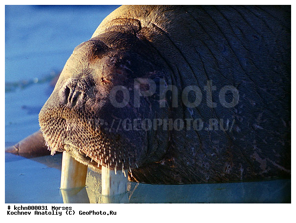 ��������, ����, ������� �������������, ������� �������������, ������� �����, XYZ, ��������, Odobenidae, ����, Odobenus rosmarus, ������� �������������, ������� �������������, ������� �����, XYZ, ��������, Odobenidae, ����, Odobenus rosmarus