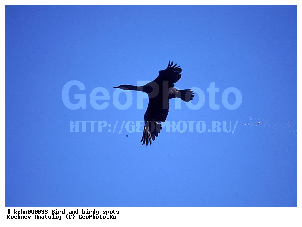 �������� ������, �������� ������, ������, �����, ������ �����, ��������, ��������, �����, �����, ��������, �����������, ������� �����, ������� �����, XYZ, ����������, Phalacrocoracidae, �������� ������, Phalacrocorax pelagicus