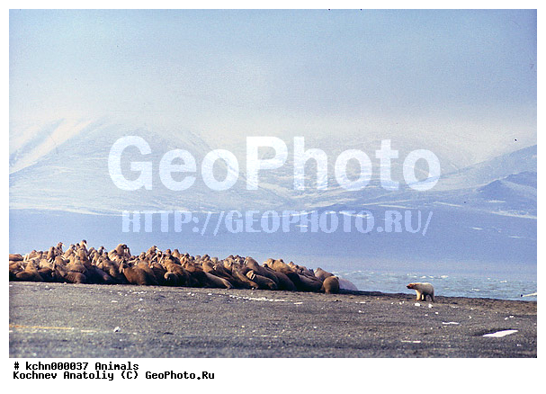 ����� �������, �������, �������, ����, �����, �������������, �����, �����, XYZ, ��������, Ursidae, ����� �������, �������� �������, �������� �������, ������� �������, �����, Ursus maritimus, ��������, Odobenidae, ����, Odobenus rosmarus