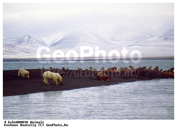 ����� �������, �������, �������, ����, �����, �������������, �����, �����, XYZ, ��������, Ursidae, ����� �������, �������� �������, �������� �������, ������� �������, �����, Ursus maritimus, ��������, Odobenidae, ����, Odobenus rosmarus