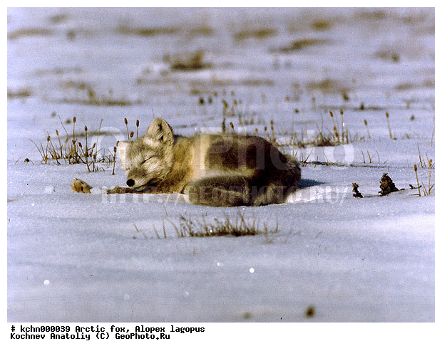 ��������, �����, �������������, �����, �����, ������, �������, ������, Canidae, XYZ, �������� ������, Alopex lagopus, Vulpes lagopus, ����������� ����