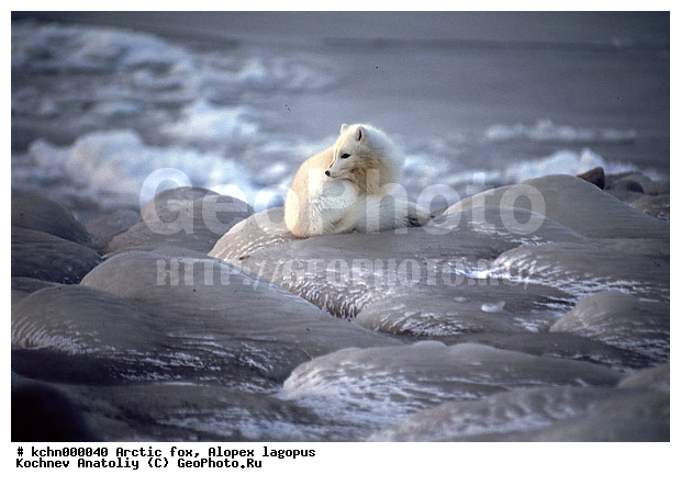 �����, ��������, �����, �������������, �����, �����, ������, �������, ������, Canidae, XYZ, �������� ������, Alopex lagopus, Vulpes lagopus, ����������� ����
