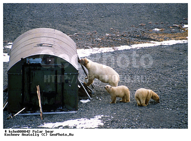 ����� �������, ��������, �������, �������������, �����, �����, XYZ, ��������, Ursidae, ����� �������, �������� �������, �������� �������, ������� �������, �����, Ursus maritimus, �������������, �����, �����, XYZ, ��������, Ursidae, ����� �������, �������� �������, �������� �������, ������� �������, �����, Ursus maritimus