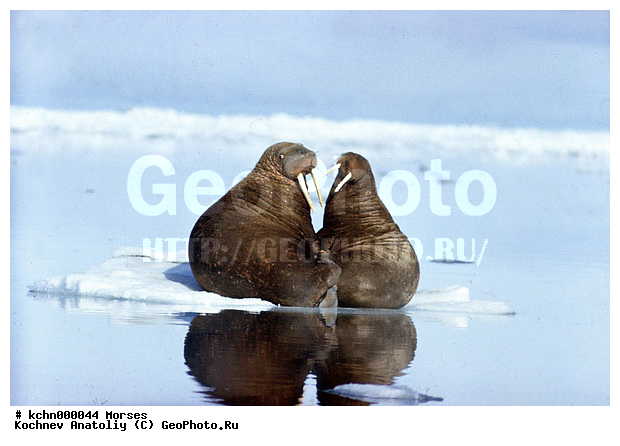 ��������, ����, ������� �������������, ������� �������������, ������� �����, XYZ, ��������, Odobenidae, ����, Odobenus rosmarus