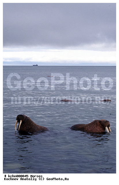 ��������, ����, ������� �������������, ������� �������������, ������� �����, XYZ, ��������, Odobenidae, ����, Odobenus rosmarus, ������� �������������, ������� �������������, ������� �����, XYZ, ��������, Odobenidae, ����, Odobenus rosmarus