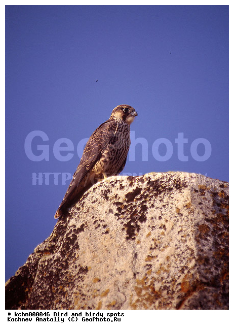 �����, ������ �����, ��������, ��������, �����, �����, ��������, �����������, ������ �����, ������ �����, XYZ, ���������, Falconidae, ������, Falco peregrinus