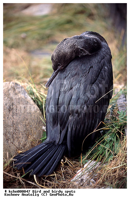 �����, ������ �����, ��������, ��������, �����, �����, ��������, �����������, ������� �����, ������� �����, XYZ, ����������, Phalacrocoracidae, �������� ������, Phalacrocorax pelagicus