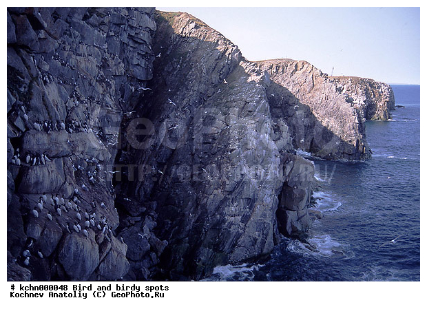 �����, ������ �����, ��������, ��������, �����, �����, ��������, �����������, ������� �����, ������� �����, XYZ, ����������, Alcidae, ������������ �����, ������������� �����, Uria lomvia