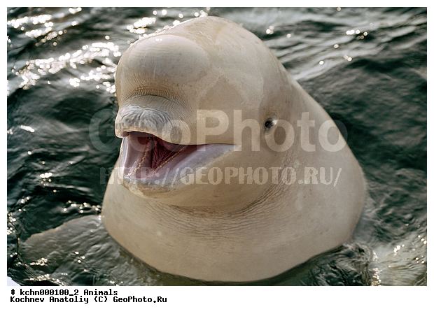 ������, ��������, ������� ��������, ������� �������������, ������� �������������, ������� �����, XYZ, ����������, Monodontidae, ������, Delphinapterus leucas