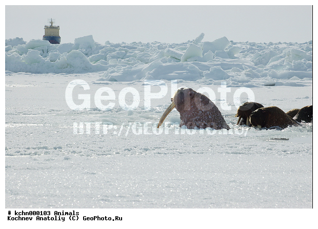 ������, ��������, �������, ���, �������, ����, ����, ������� �������������, ������� �������������, ������� �����, XYZ, ��������, Odobenidae, ����, Odobenus rosmarus, ������� �������������, ������� �������������, ������� �����, XYZ, ��������, Odobenidae, ����, Odobenus rosmarus, ������� �������������, ������� �������������, ������� �����, XYZ, ��������, Odobenidae, ����, Odobenus rosmarus