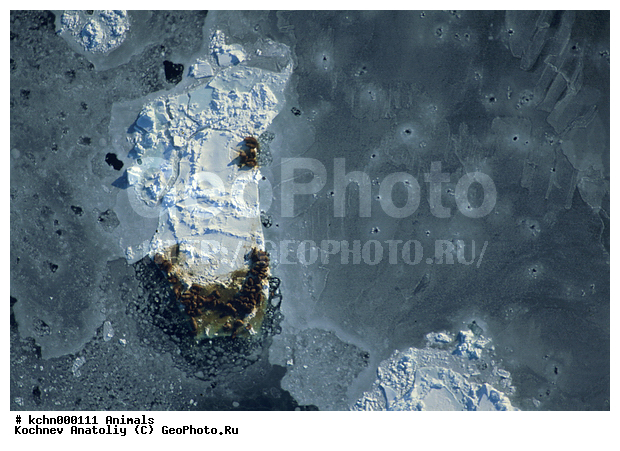 ����������� ������, ��� ������, ��������, ����, �����, ���� �������������, ������ � �������, �������, ��������, ���������, �����, ���������, ��������� ���������� �����, ��������� ��, ��������-��������� ����, ��������� ����, �������, ������ ��������, ����������, ��������, ����������, ������, ��������, ��������, �������������, �������������, �����, �����, ������� �������������, ������� �������������, ������� �����, �������, ��������, Odobenidae, ����, Odobenus rosmarus, XYZ