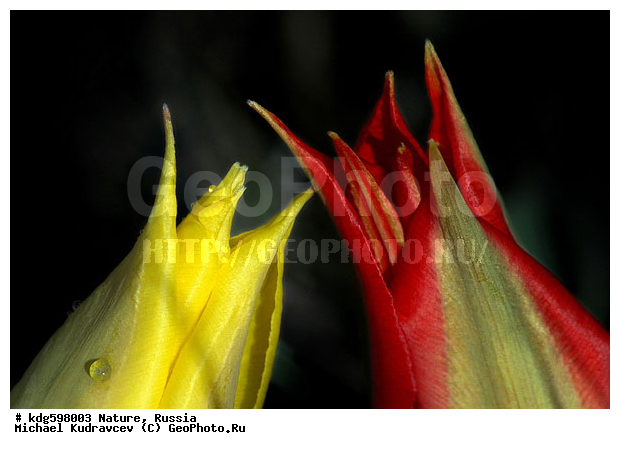 Tulipa shrenckii, ������������ �������, ���������, ���������-������������� ����������, ������� �����, ���, �����, ������, ���, ����, ����� ��������, ������, �����, �������, ����, �������, �������, ����, ������, ���������, �������, ������� ������, ��������, ����, �������, ������, �����