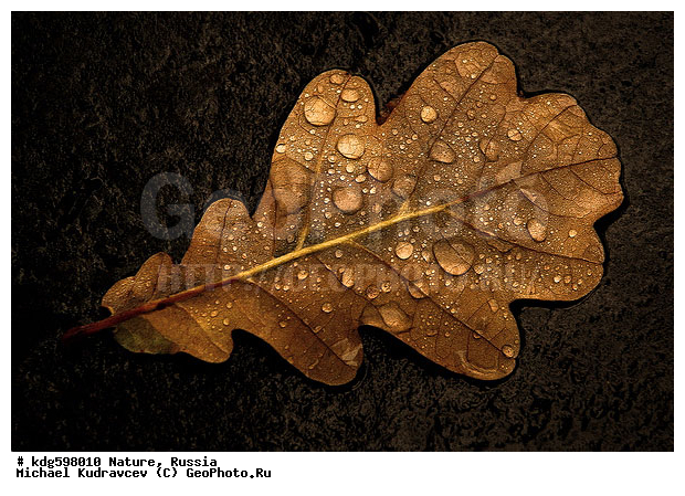 �����, ���, ������� ����, �����, �����, ����, �������, �������, ������, �������, ���������