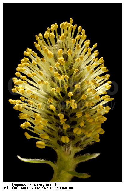 ���, �����, �����, ������, ����������, �����, �����, �������, ������������, ��������, ������, �������, ������