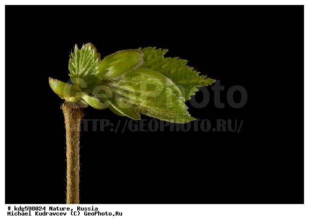 ���, �����, ����������, �����, �����, �������, ������������, ��������, ������, �������, ������