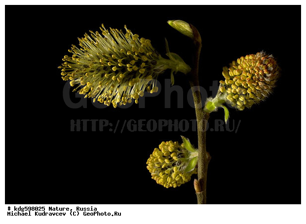 ���, �����, �����, ������, ����������, �����, �����, �������, ������������, ��������, ������, ���, �������, ������