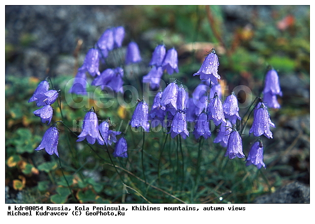 Campanula sp, ���������� �������, ������, ����, ���� ������, �����, ����������, ���������, �����, �����������, �������� ����������, ������, ������, �����, �����