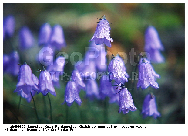 Campanula sp, ���������� �������, ������, ����, ���� ������, �����, ����������, ���������, �����, �����������, �������� ����������, �����, ������, ������, �����, �����