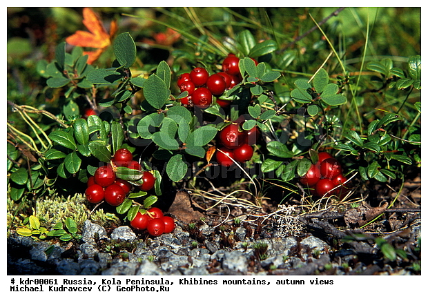 ���������� �������, ������, ��������, �������� ���������, ������ ������, ����, ���� ������, ���������, �������� ����������, �������, ����, ����������� ����, ����, ������, �����, ���������, ��������������, ���������, ������, ������, �����, ������, �����, �����, ������ ��������, �����, ���������� ��������, ������������ ��������, ������������ ��������, XYZ, ����������, Ericaceae, ��������, Vaccinium vitis-idaea