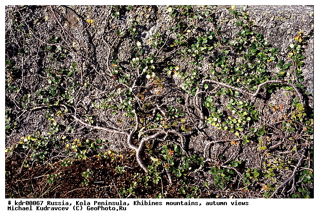 ���������� �������, ������, �������� ���������, ������ ������, ����, ���� ������, ���������, ������, ���������� ����� ��������������, �������� ����������, ��������, ����������� ����, ���������, ��������������, ������, ���������, ����������, �����, ������