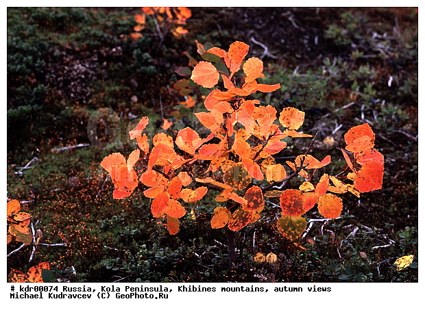 ���������� �������, ������, �������� ���������, ������ ������, ����, ���� ������, ���������, ������, ���������� ����� ��������������, �������� ����������, �������, ��������, ����������� ����, ����, ������, ���������, ������� ������, �����, ���������, ��������������, ������, ���������, ����������, �����, ������, �����